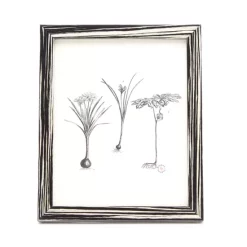 Flash Sale 🔥 Pigeon & Poodle Steinfeld Frame Collection 🛒 -Outlet Frame Store unnamed file 825